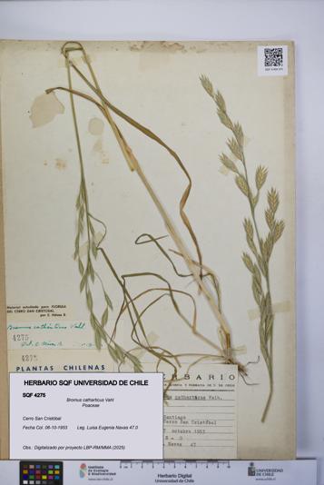 Bromus catharticus [Espécimen: UCH:SQF:0004275]