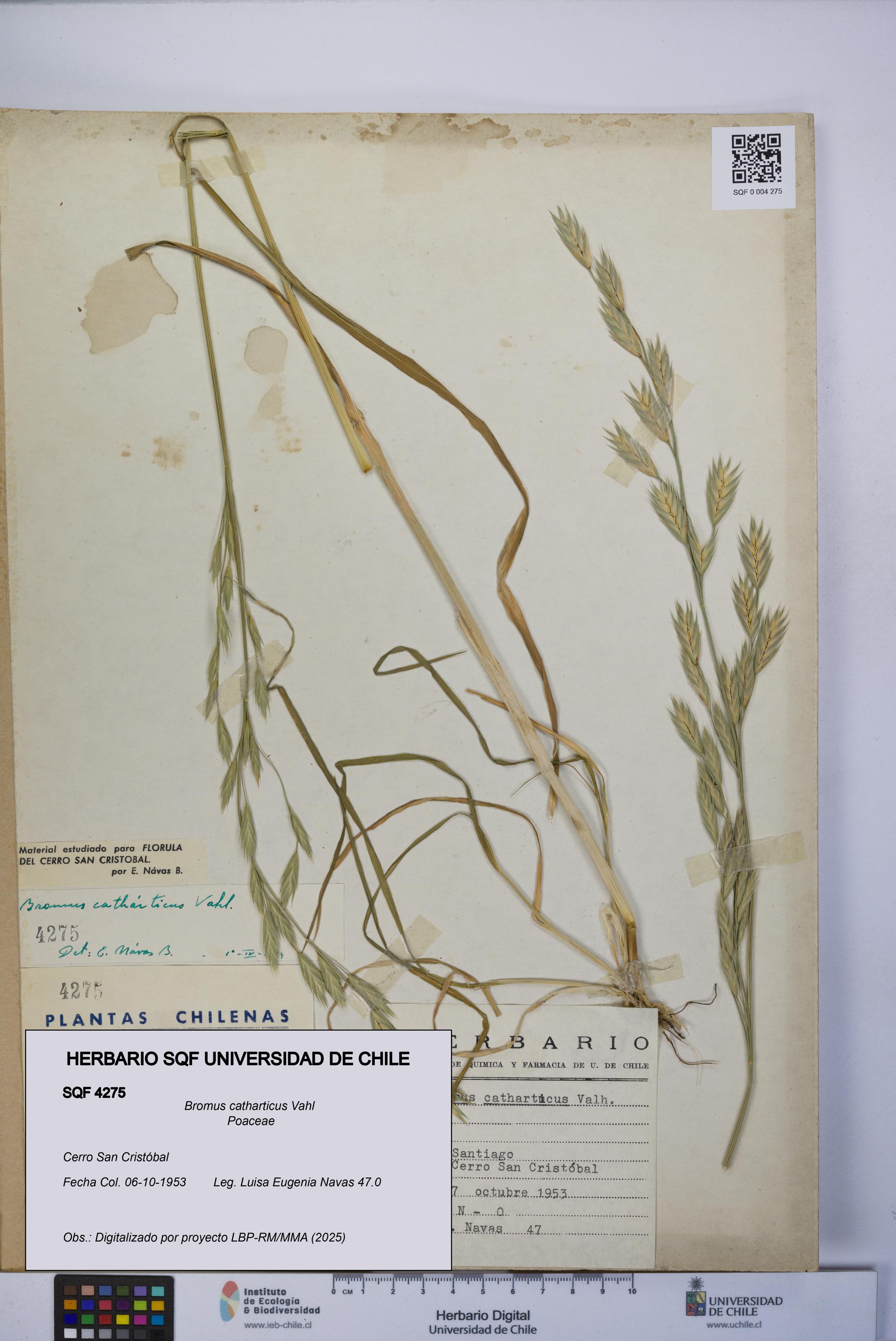 Bromus catharticus [Espécimen: UCH:SQF:0004275]
