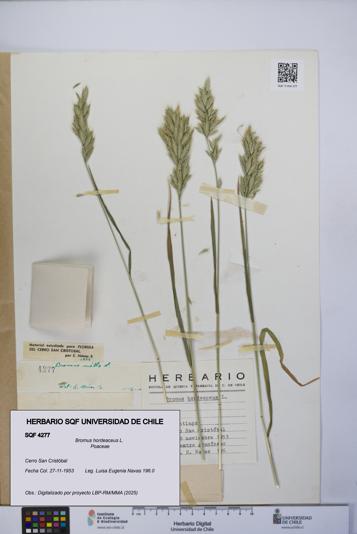 Bromus hordeaceus [Espécimen: UCH:SQF:0004277]