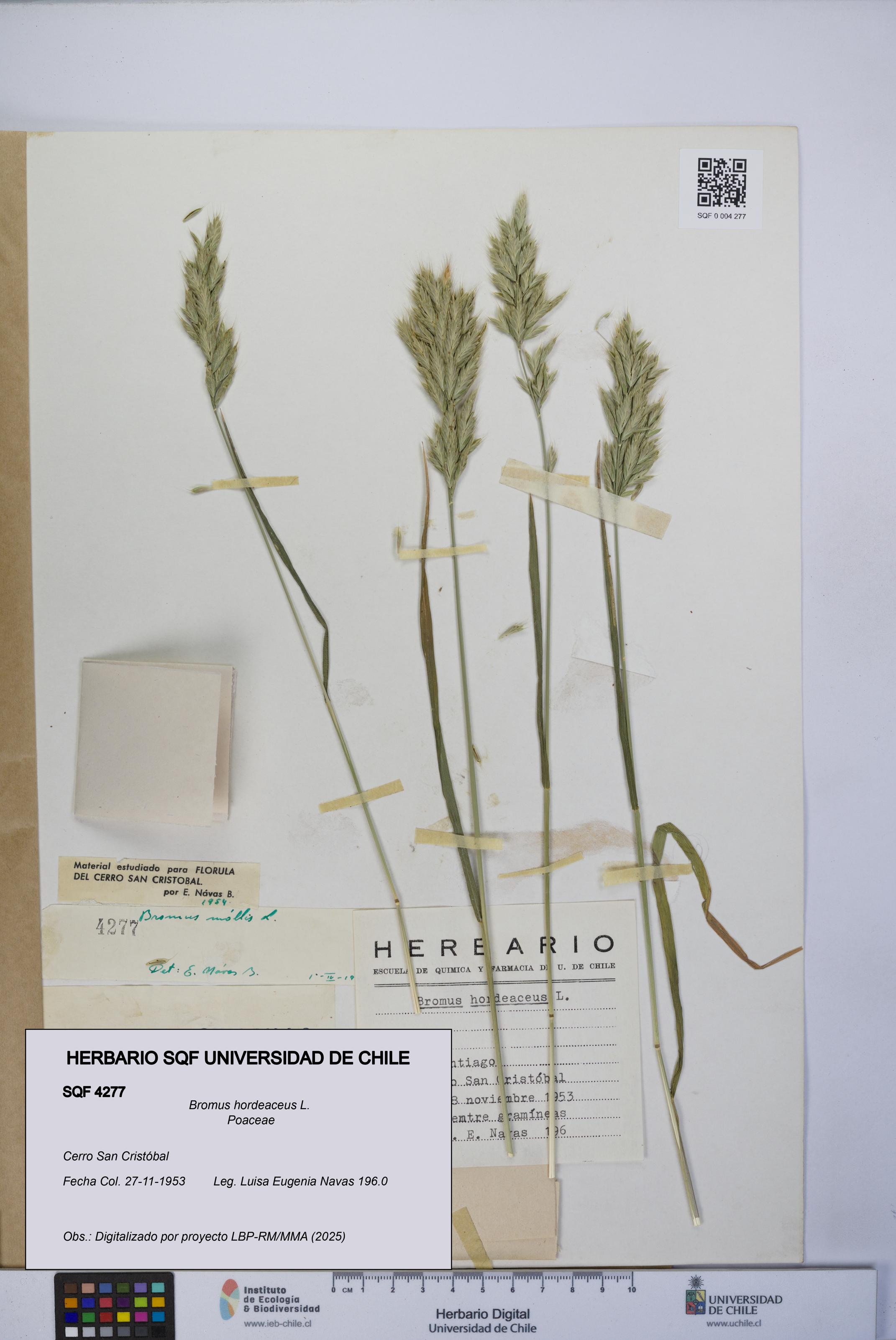 Bromus hordeaceus [Espécimen: UCH:SQF:0004277]