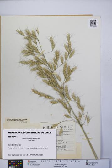 Bromus berteroanus [Espécimen: UCH:SQF:0004278]
