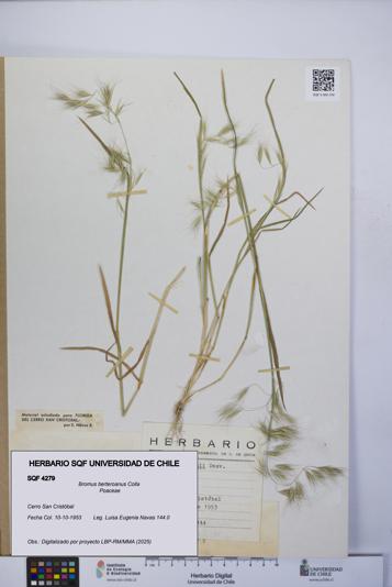 Bromus berteroanus [Espécimen: UCH:SQF:0004279]