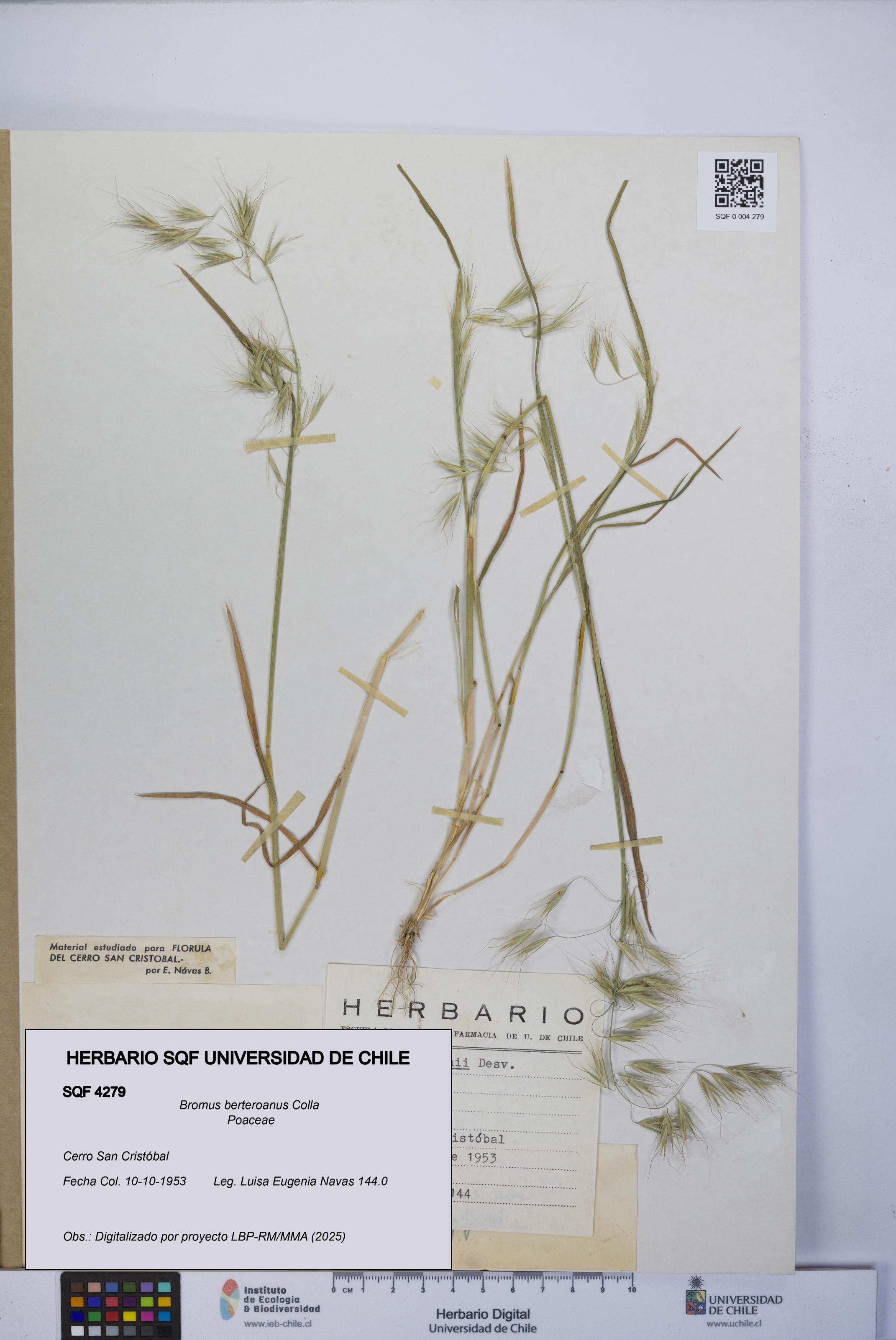 Bromus berteroanus [Espécimen: UCH:SQF:0004279]