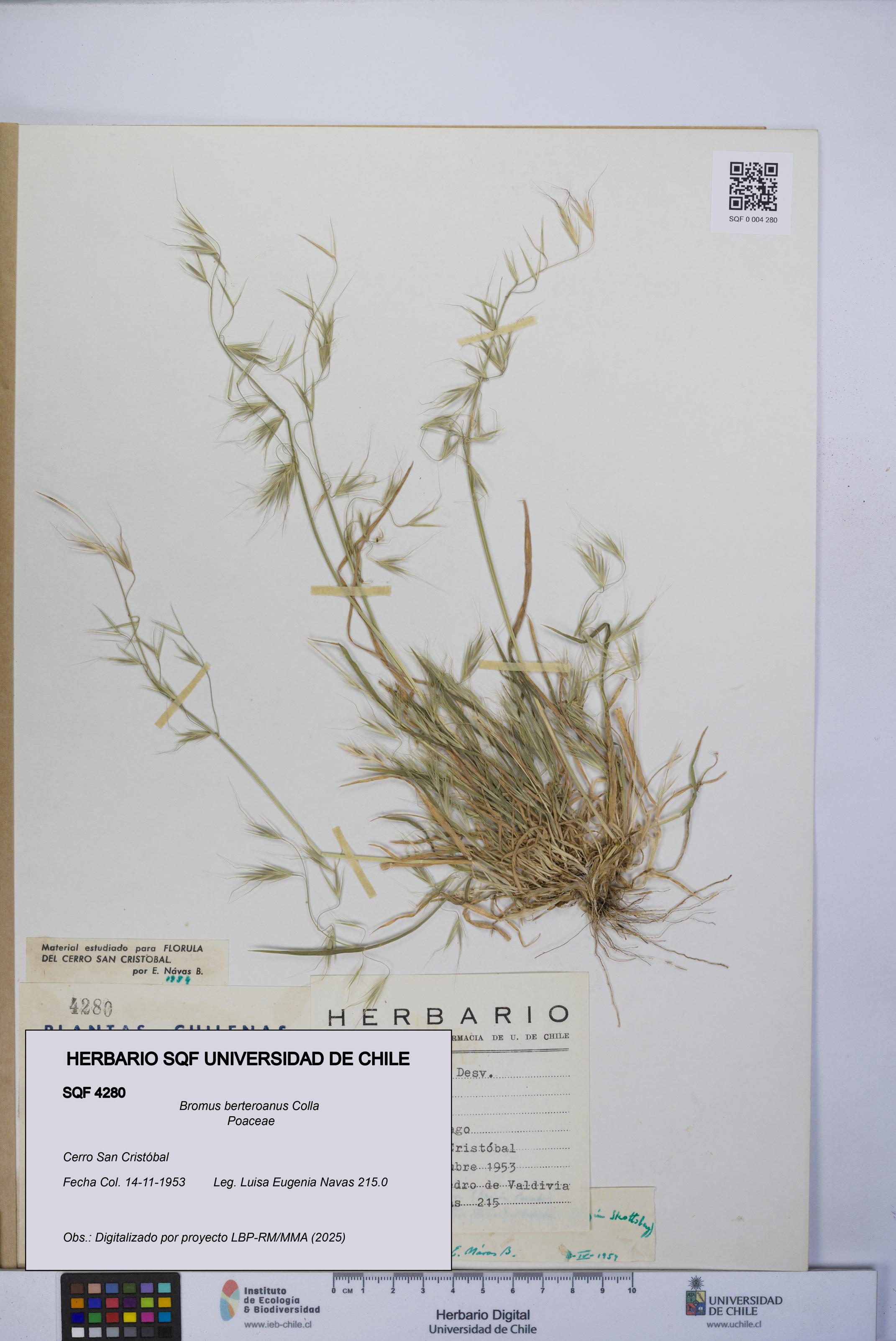 Bromus berteroanus [Espécimen: UCH:SQF:0004280]