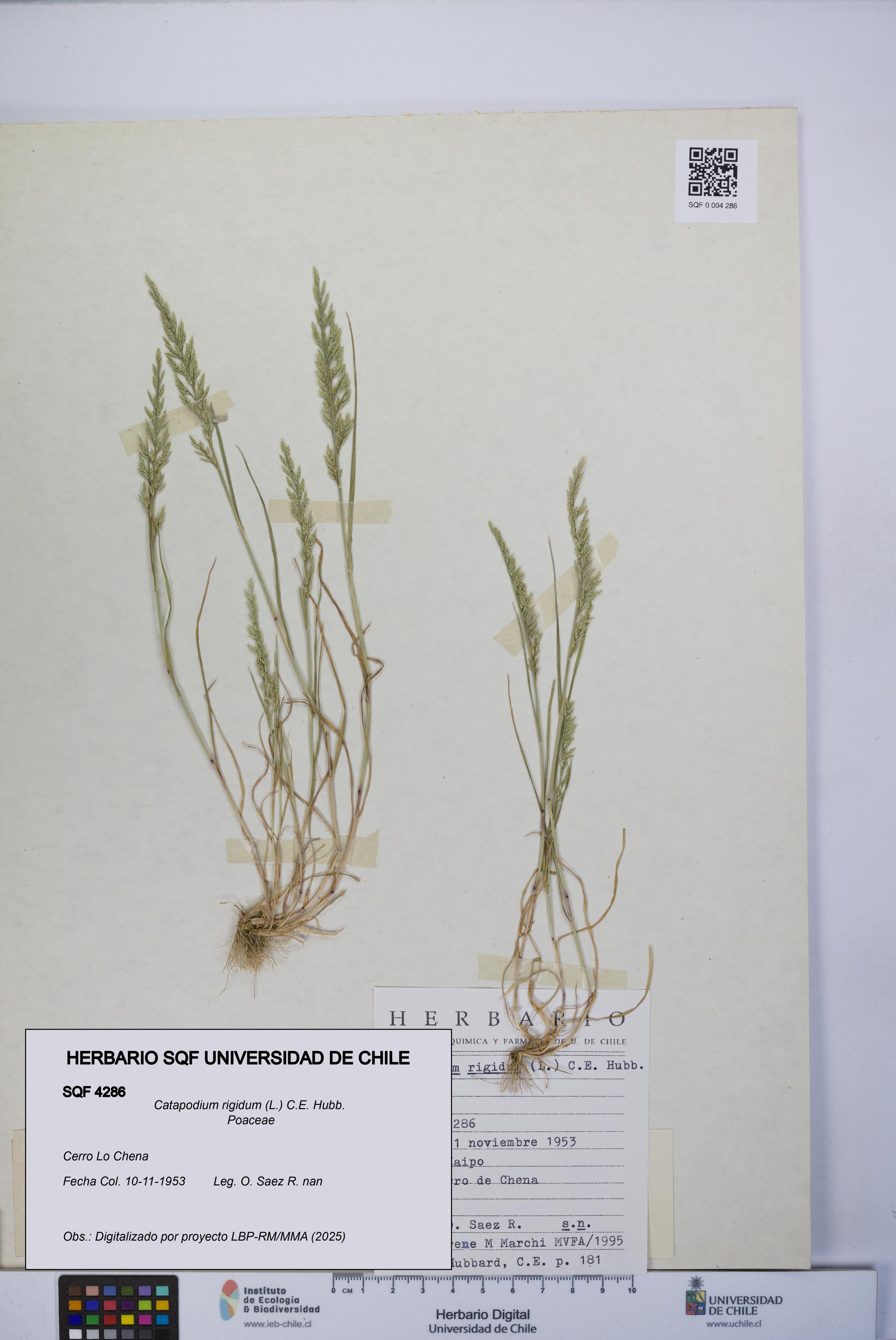 Catapodium rigidum [Espécimen: UCH:SQF:0004286]