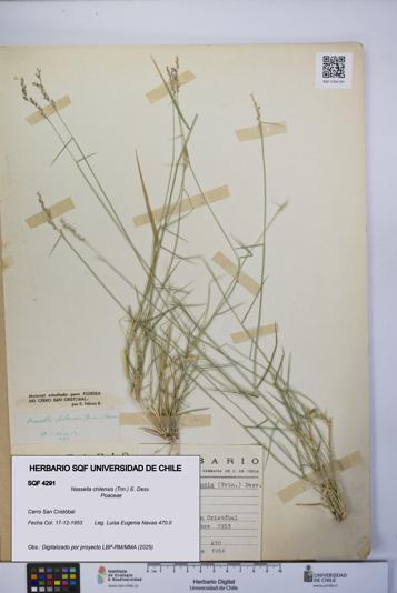 Nassella chilensis [Espécimen: UCH:SQF:0004291]