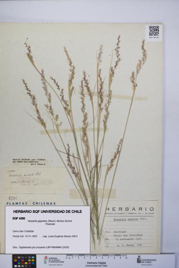 Nassella gigantea [Espécimen: UCH:SQF:0004292]