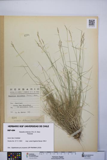 Nassella chilensis [Espécimen: UCH:SQF:0004294]
