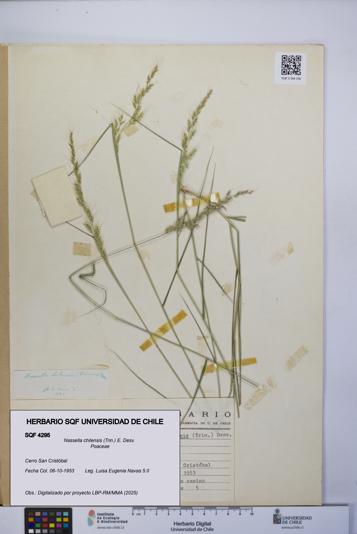 Nassella chilensis [Espécimen: UCH:SQF:0004295]