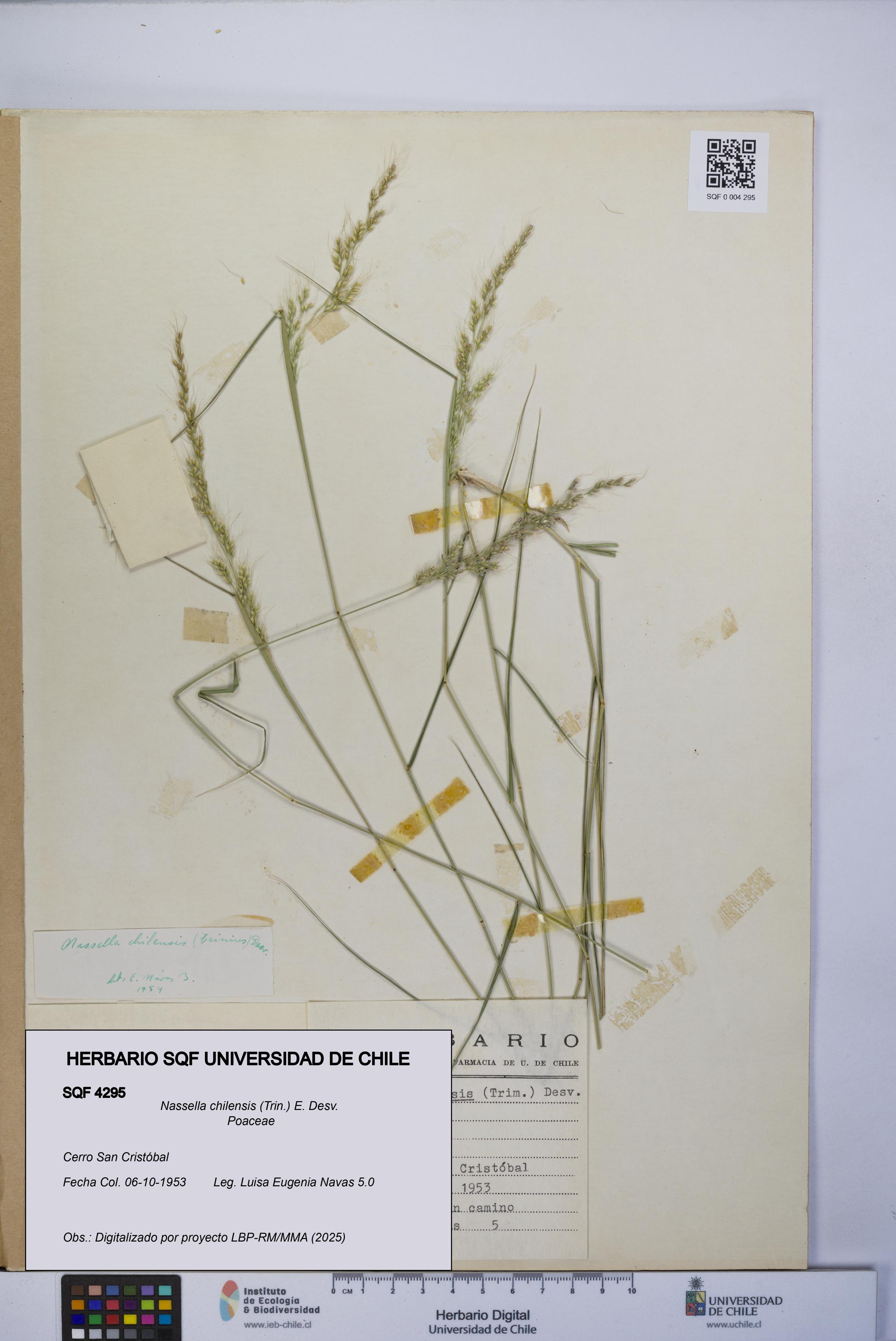 Nassella chilensis [Espécimen: UCH:SQF:0004295]