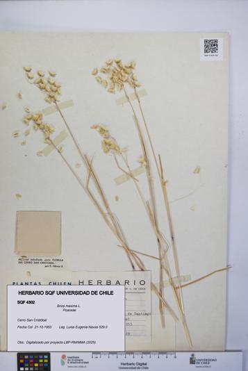 Briza maxima [Espécimen: UCH:SQF:0004302]