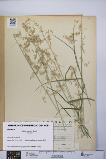 Melica longiflora [Espécimen: UCH:SQF:0004307]