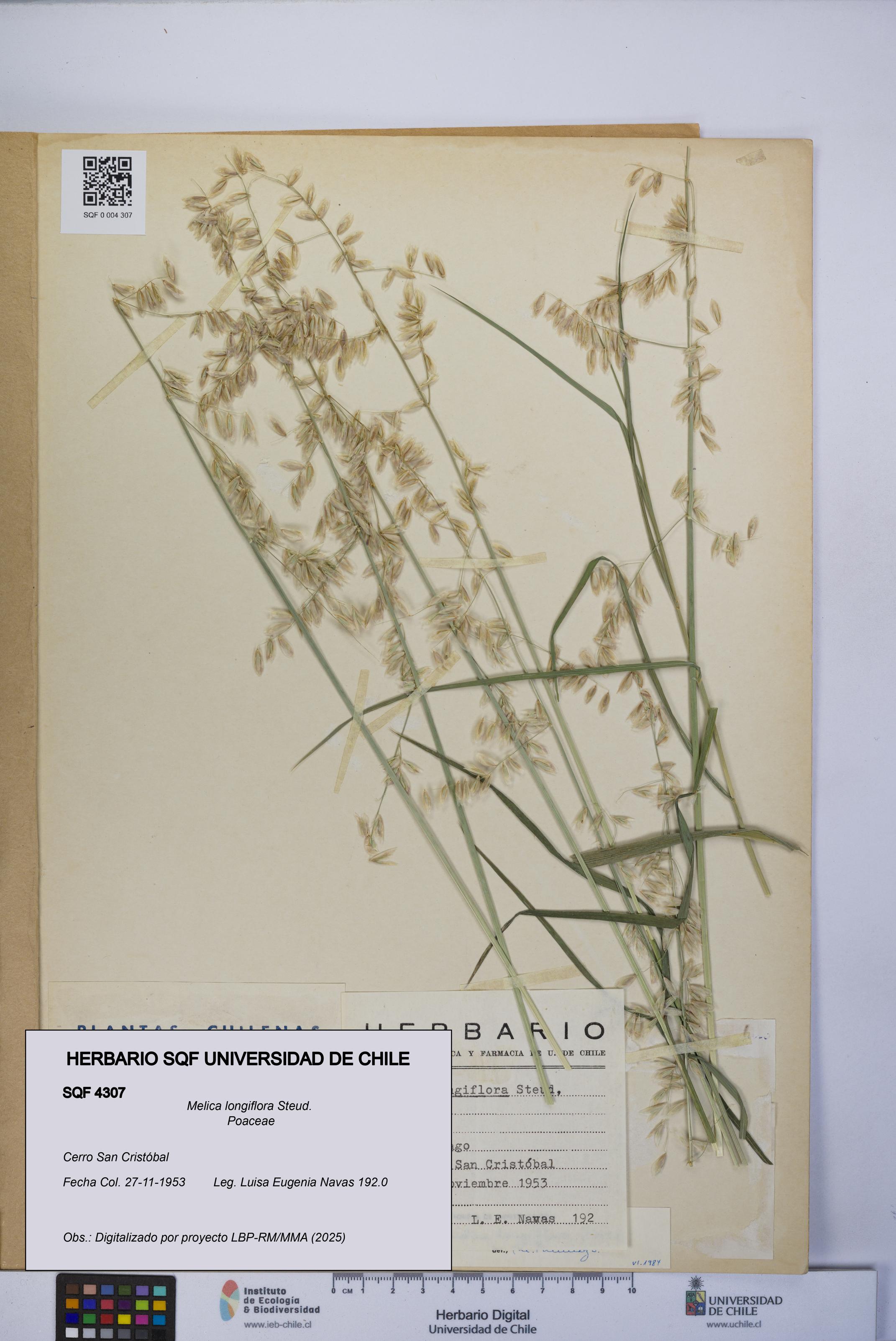 Melica longiflora [Espécimen: UCH:SQF:0004307]