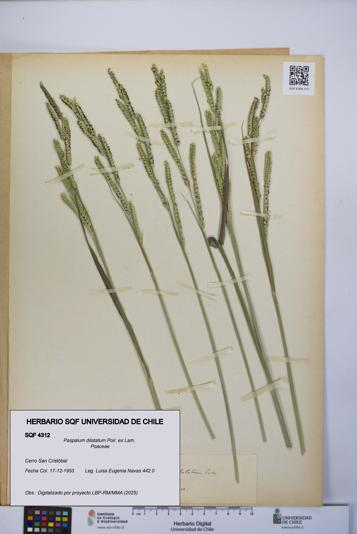 Paspalum dilatatum [Espécimen: UCH:SQF:0004312]