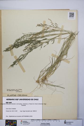 Eragrostis mexicana subsp. virescens [Espécimen: UCH:SQF:0004337]