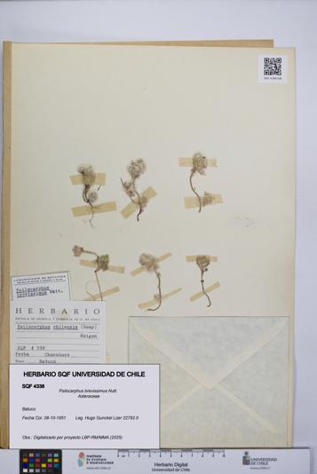 Psilocarphus brevissimus [Espécimen: ]