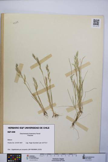Deschampsia looseriana [Espécimen: UCH:SQF:0004339]