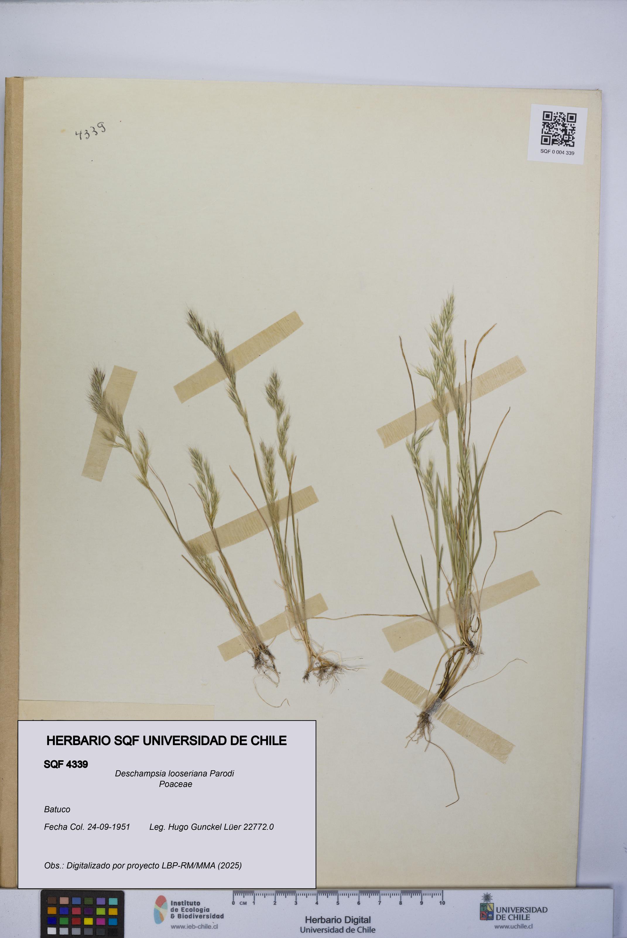 Deschampsia looseriana [Espécimen: UCH:SQF:0004339]