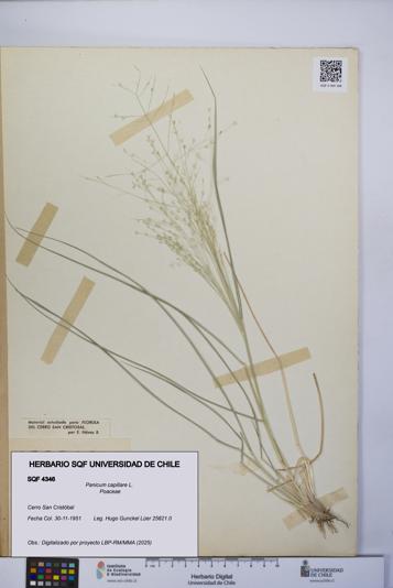 Panicum capillare [Espécimen: UCH:SQF:0004346]