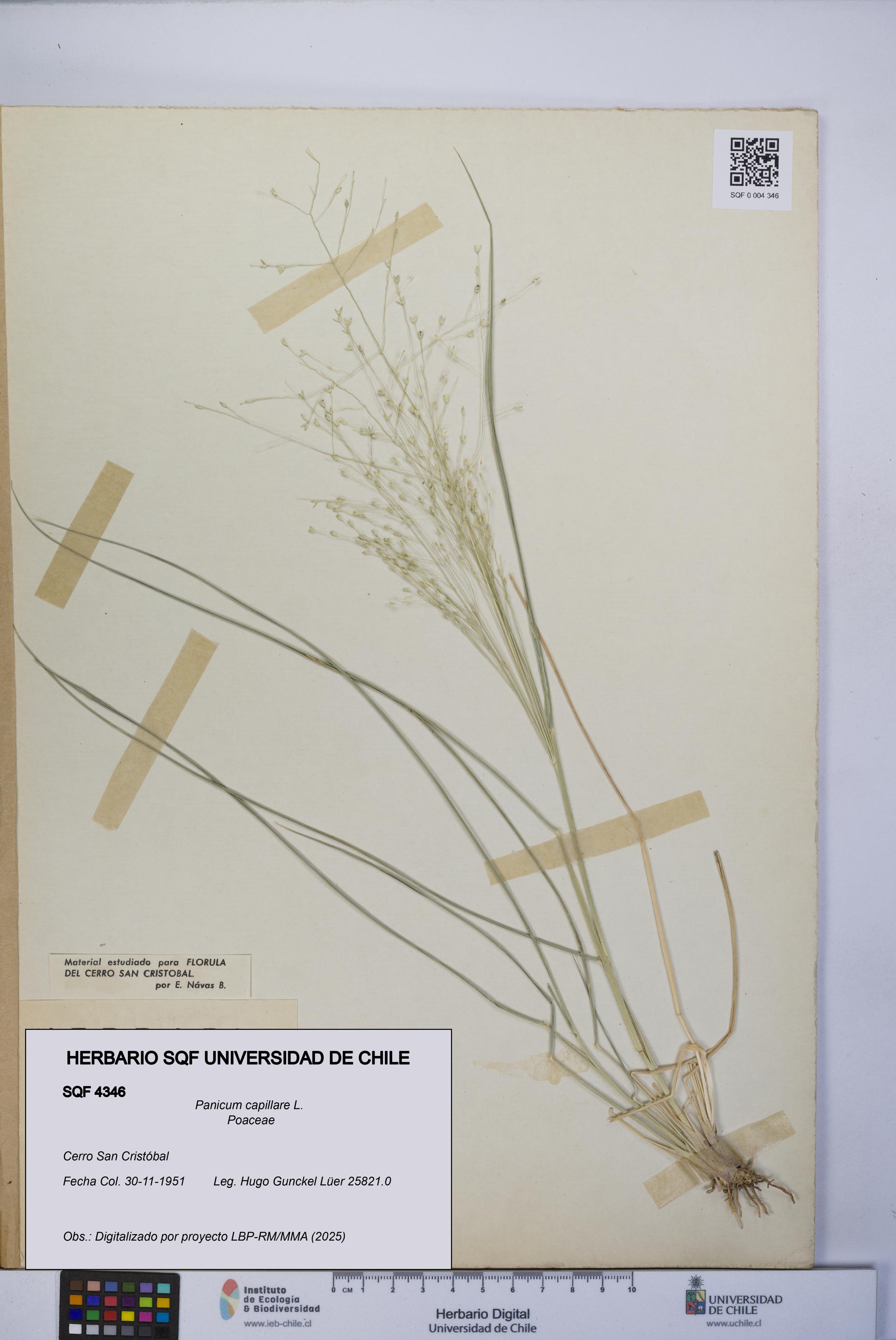 Panicum capillare [Espécimen: UCH:SQF:0004346]