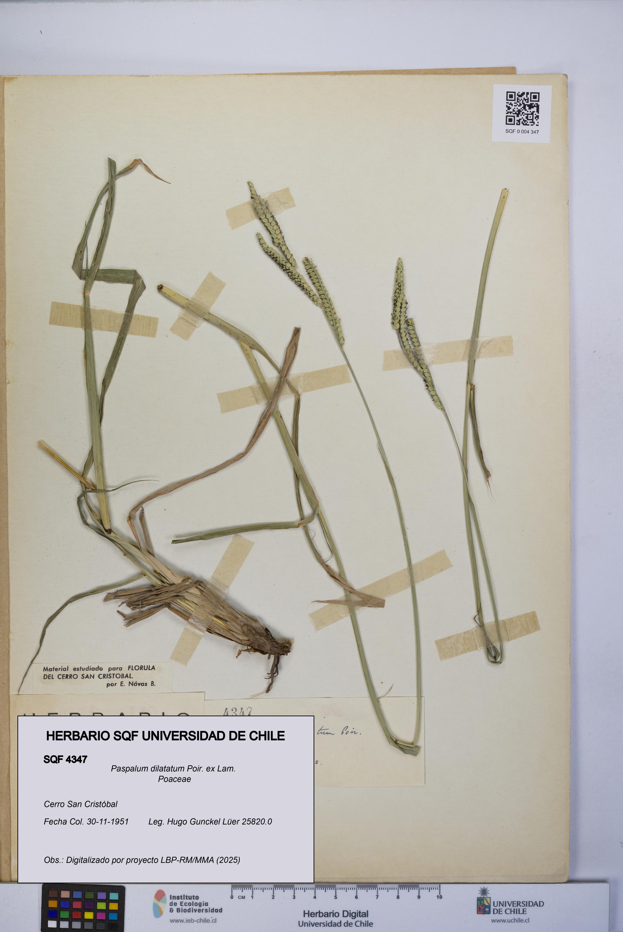 Paspalum dilatatum [Espécimen: UCH:SQF:0004347]