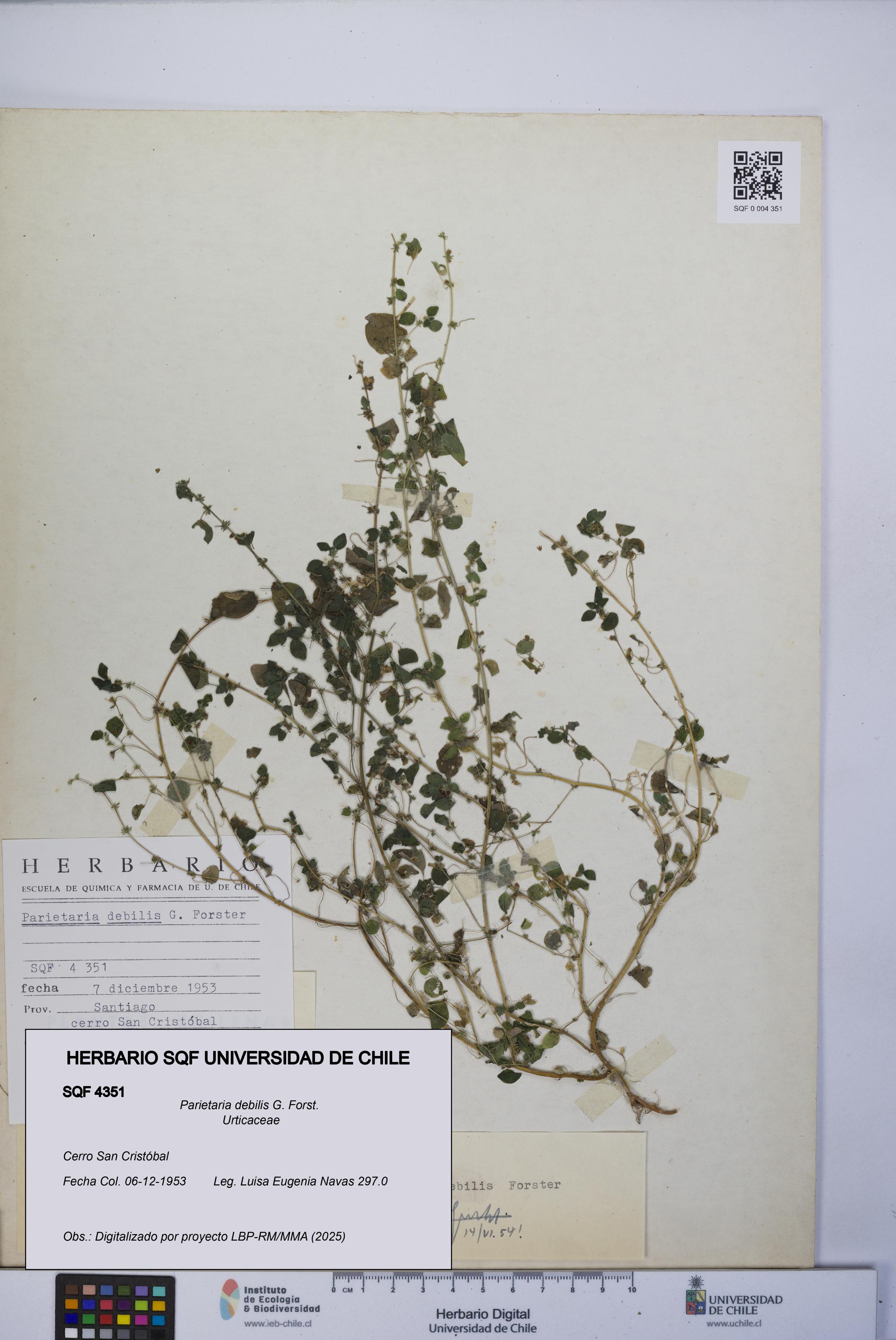 Parietaria debilis [Espécimen: UCH:SQF:0004351]