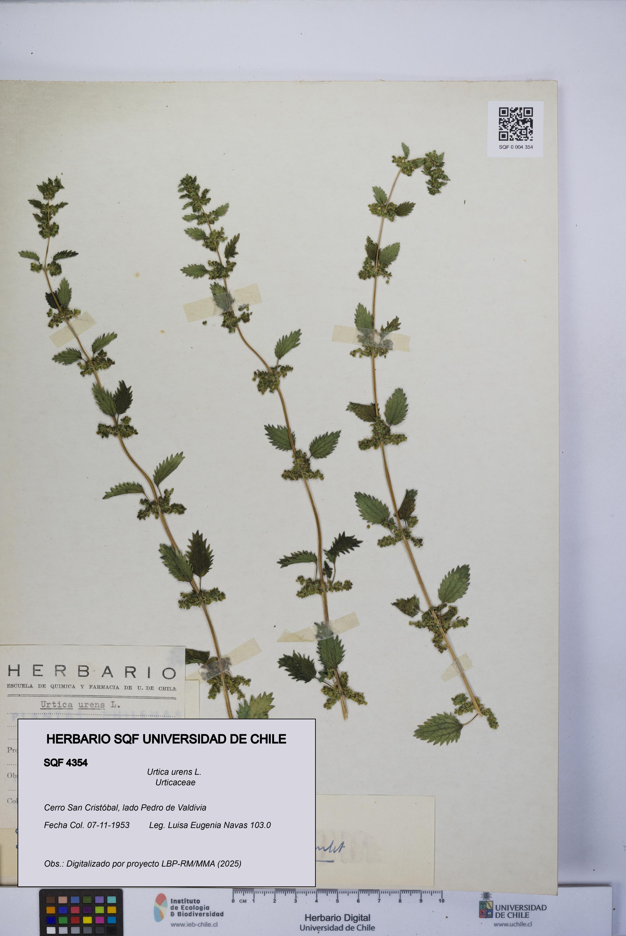 Urtica urens [Espécimen: UCH:SQF:0004354]