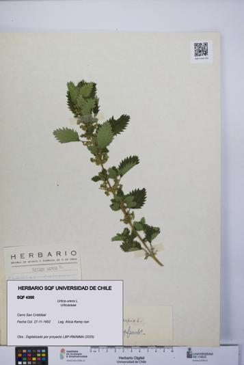 Urtica urens [Espécimen: UCH:SQF:0004355]