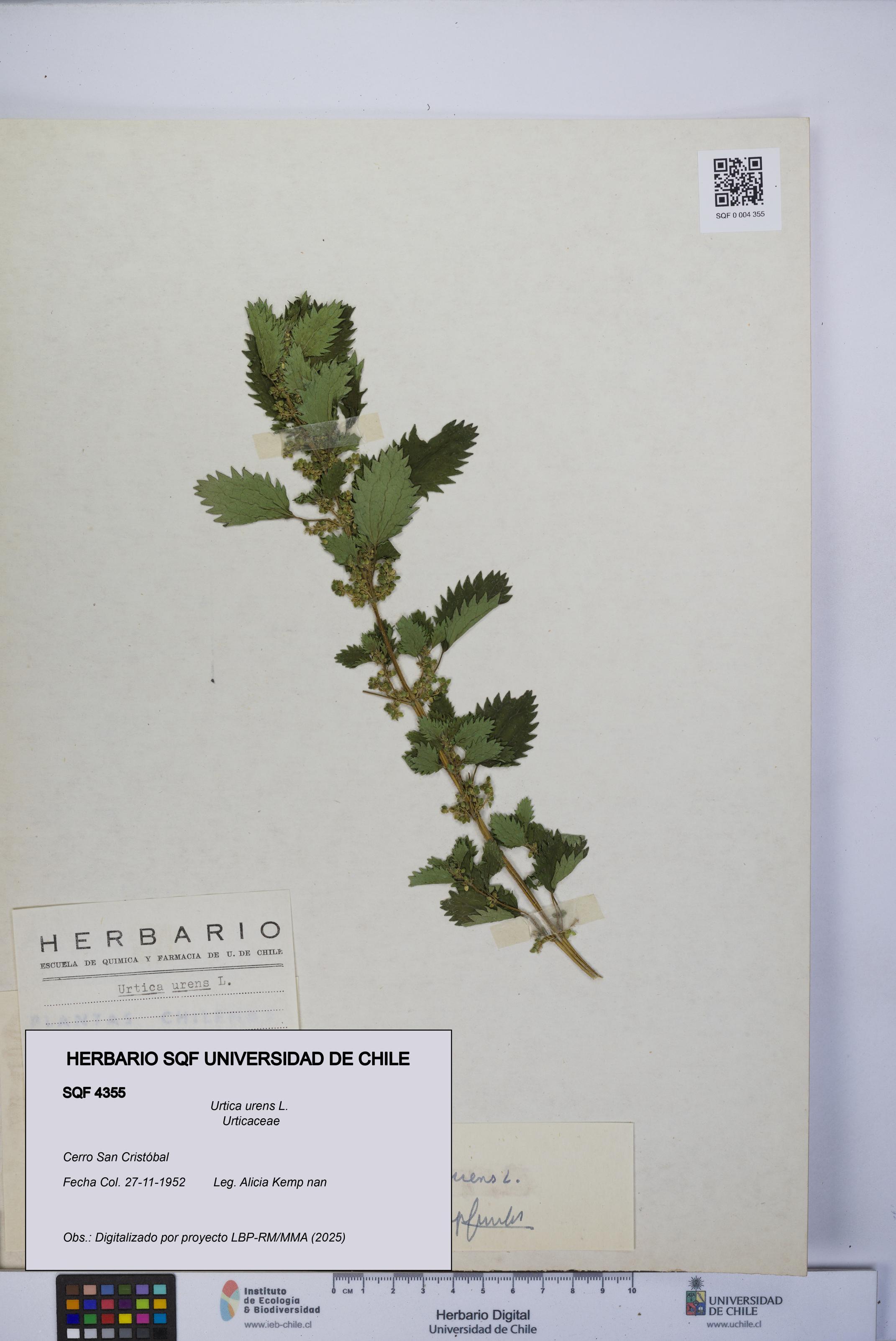 Urtica urens [Espécimen: UCH:SQF:0004355]
