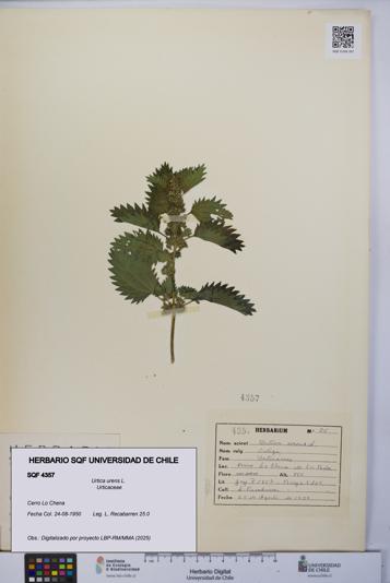 Urtica urens [Espécimen: UCH:SQF:0004357]
