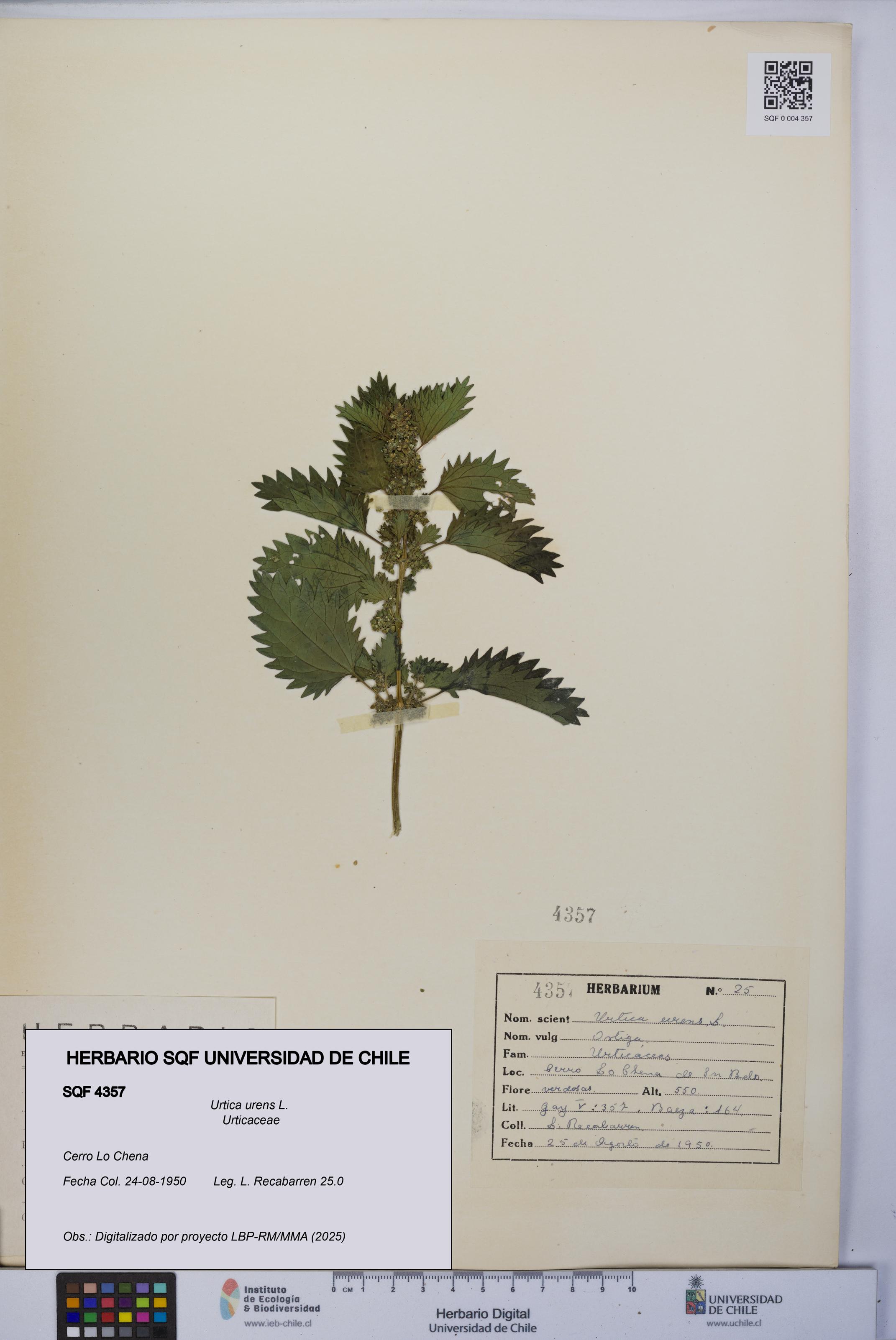 Urtica urens [Espécimen: UCH:SQF:0004357]
