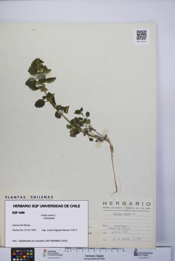 Urtica urens [Espécimen: UCH:SQF:0004358]