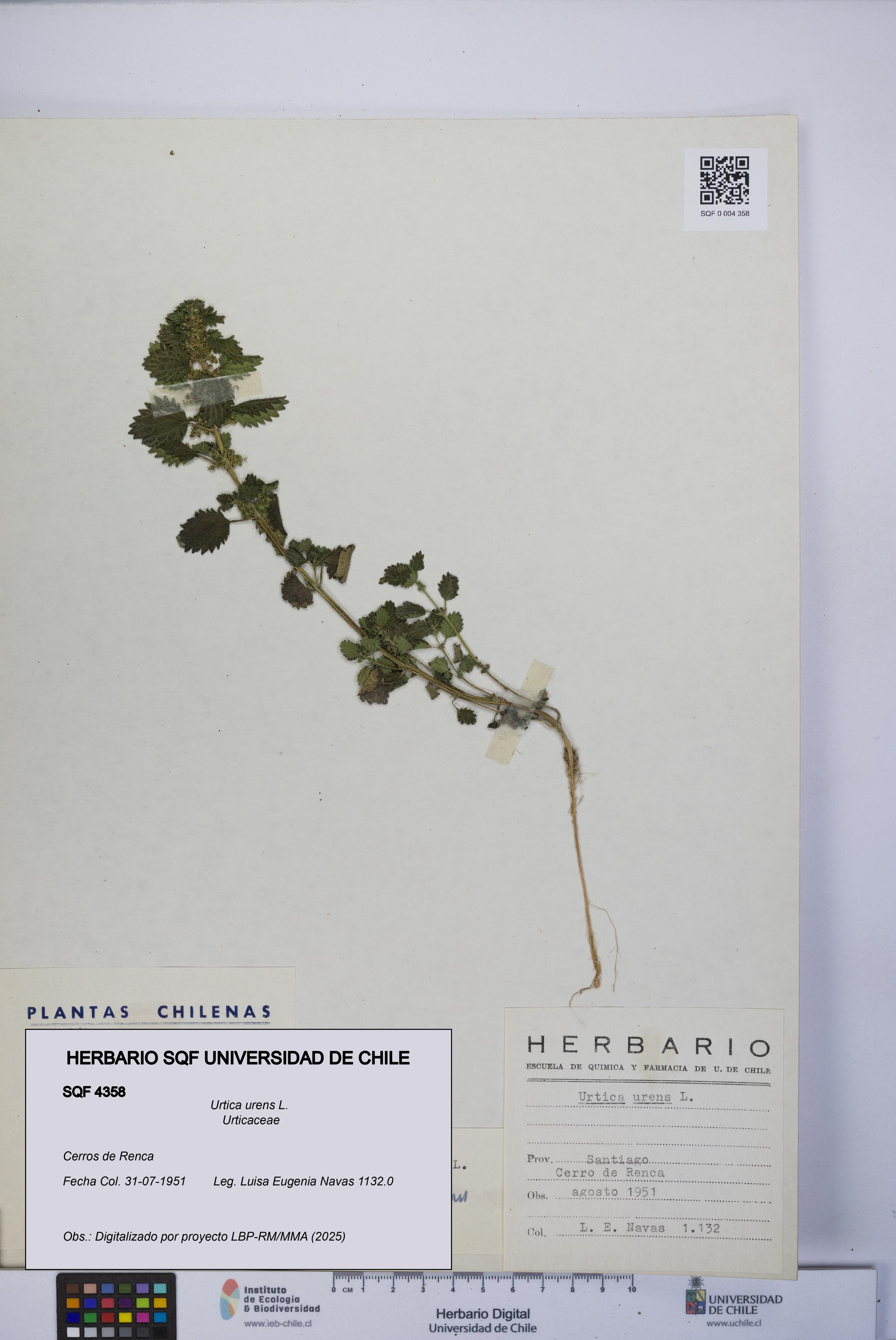 Urtica urens [Espécimen: UCH:SQF:0004358]