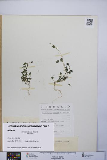 Parietaria debilis [Espécimen: UCH:SQF:0004361]