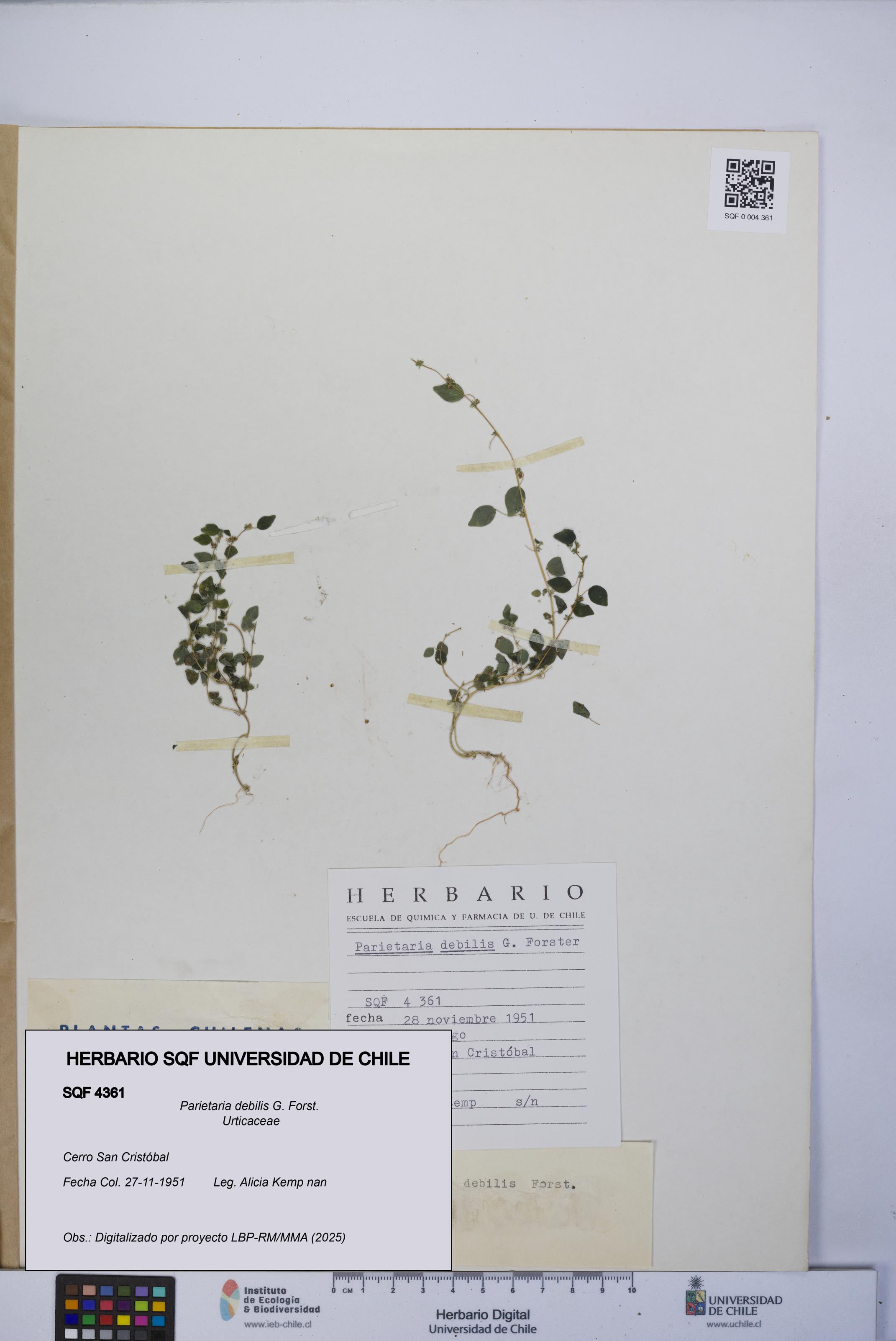 Parietaria debilis [Espécimen: UCH:SQF:0004361]