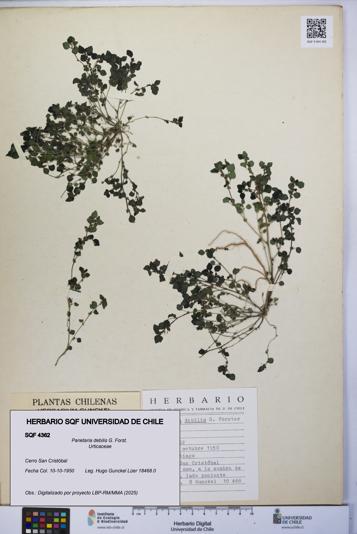 Parietaria debilis [Espécimen: UCH:SQF:0004362]