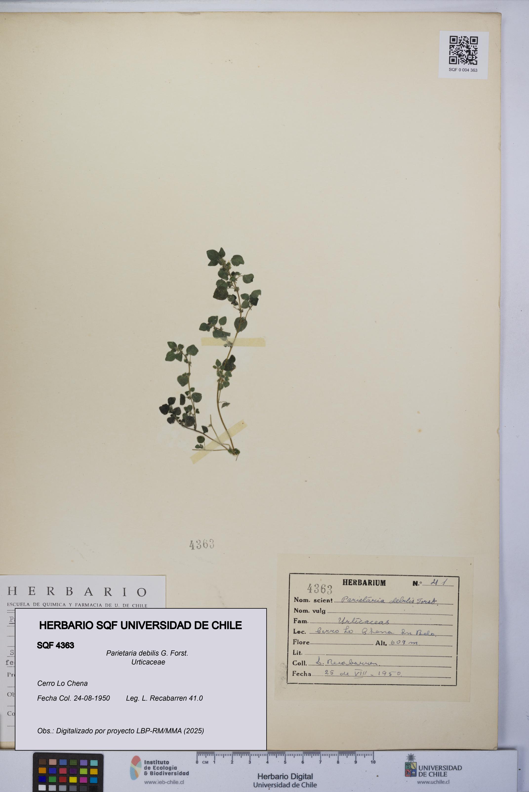 Parietaria debilis [Espécimen: UCH:SQF:0004363]