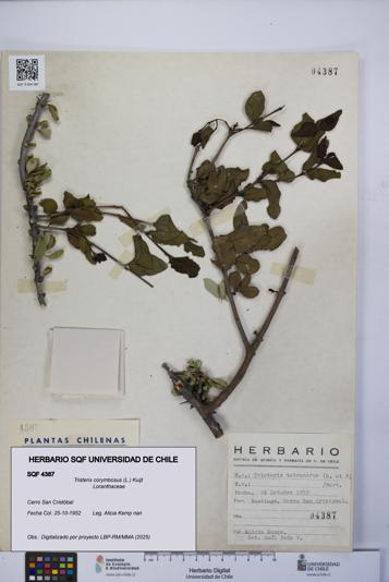 Tristerix corymbosus [Espécimen: UCH:SQF:0004387]