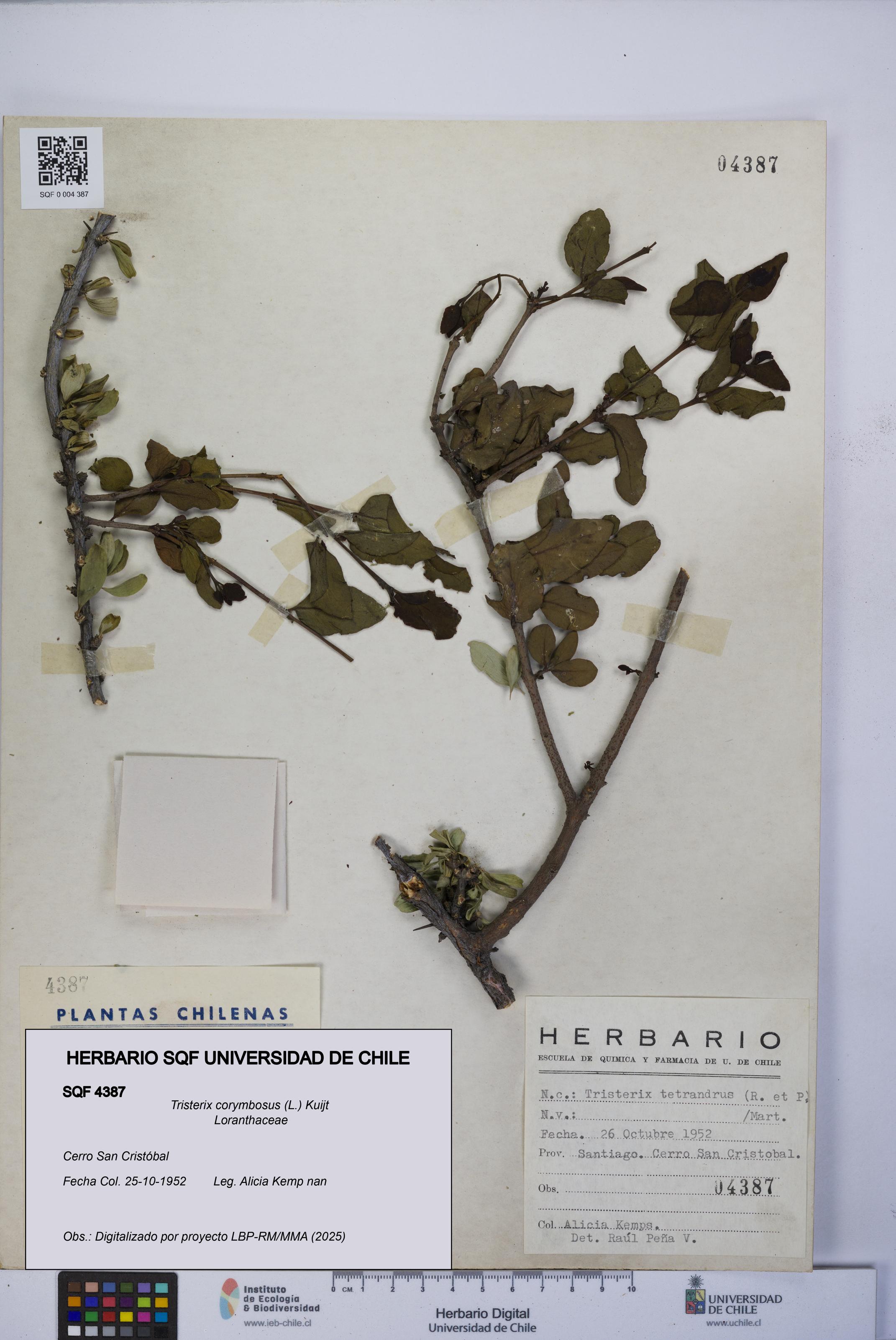 Tristerix corymbosus [Espécimen: UCH:SQF:0004387]