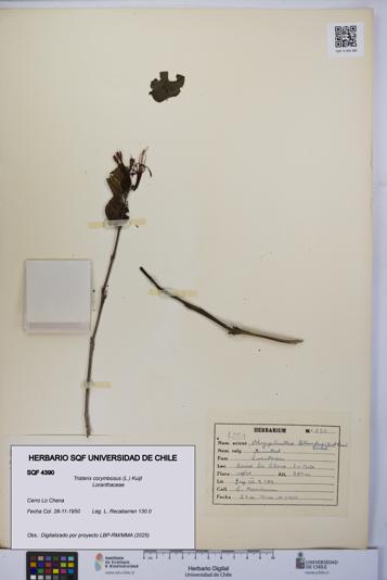 Tristerix corymbosus [Espécimen: UCH:SQF:0004390]