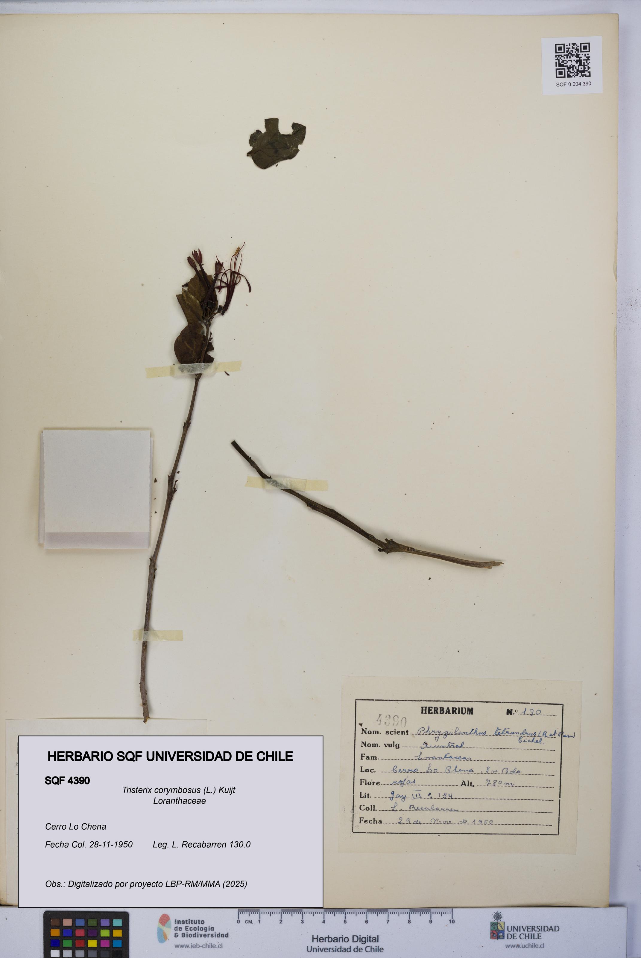 Tristerix corymbosus [Espécimen: UCH:SQF:0004390]