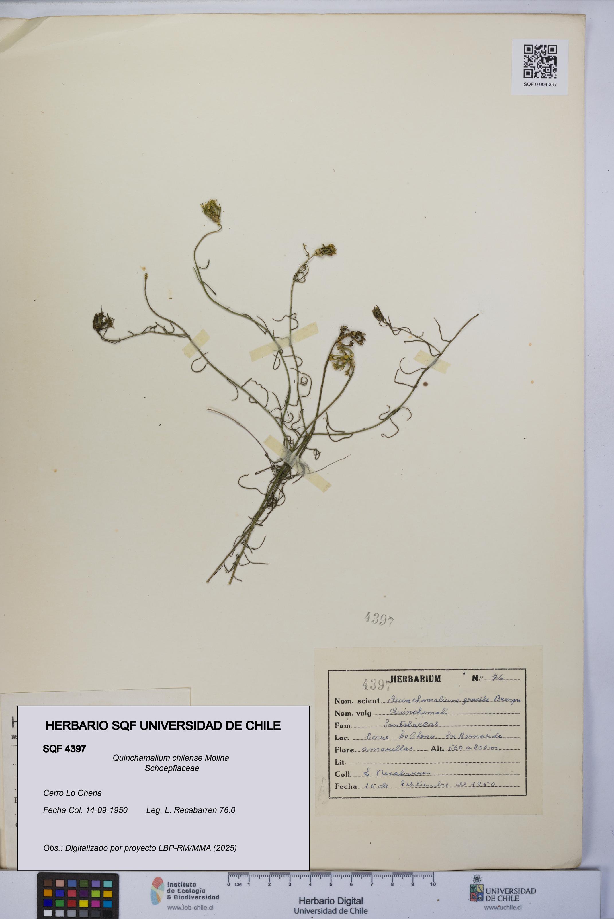 Quinchamalium chilense [Espécimen: UCH:SQF:0004397]