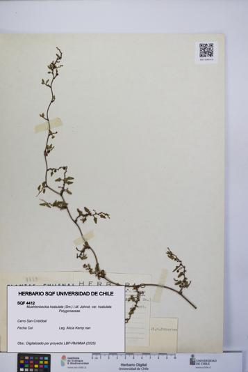 Muehlenbeckia hastulata var. hastulata [Espécimen: UCH:SQF:0004412]