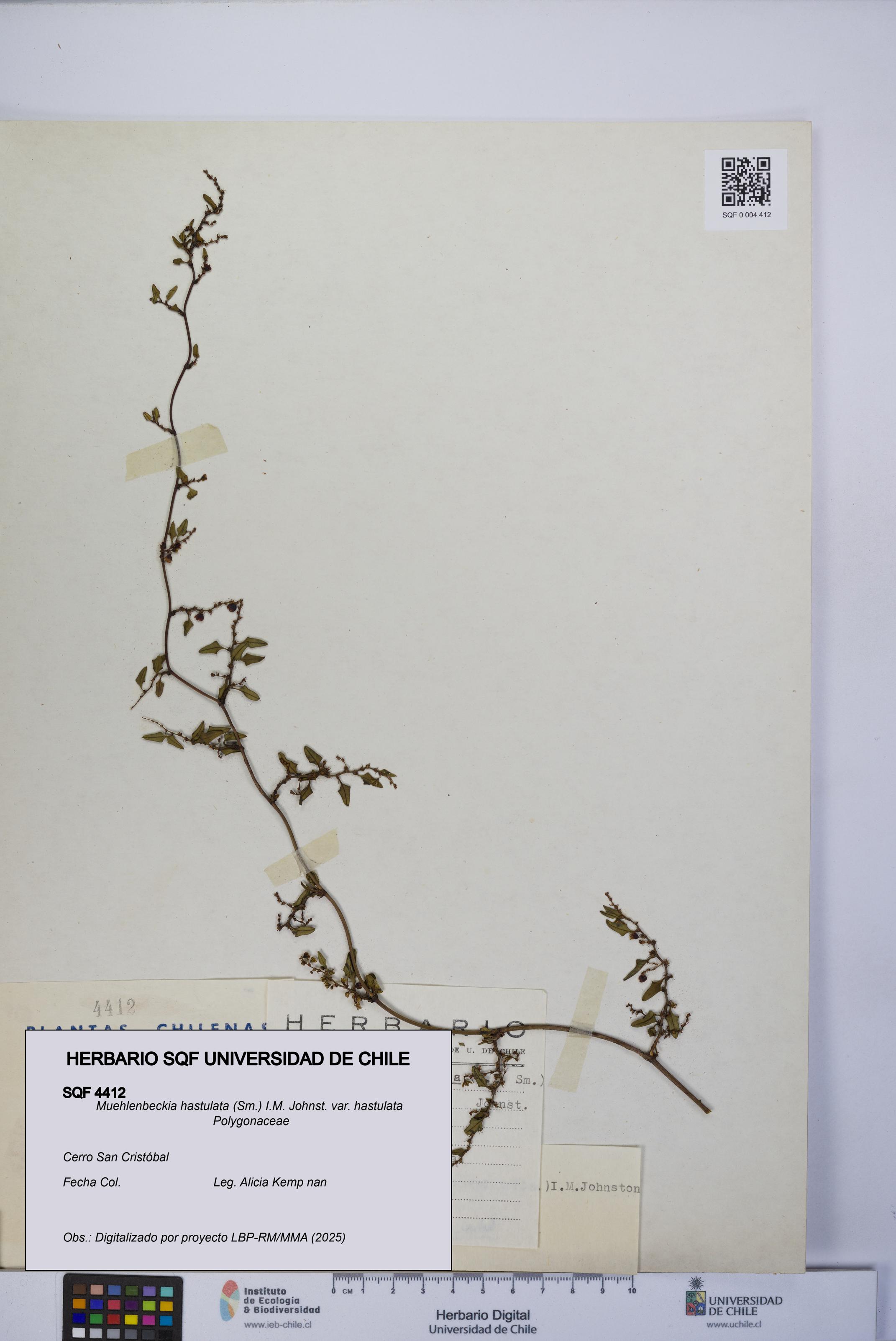 Muehlenbeckia hastulata var. hastulata [Espécimen: UCH:SQF:0004412]