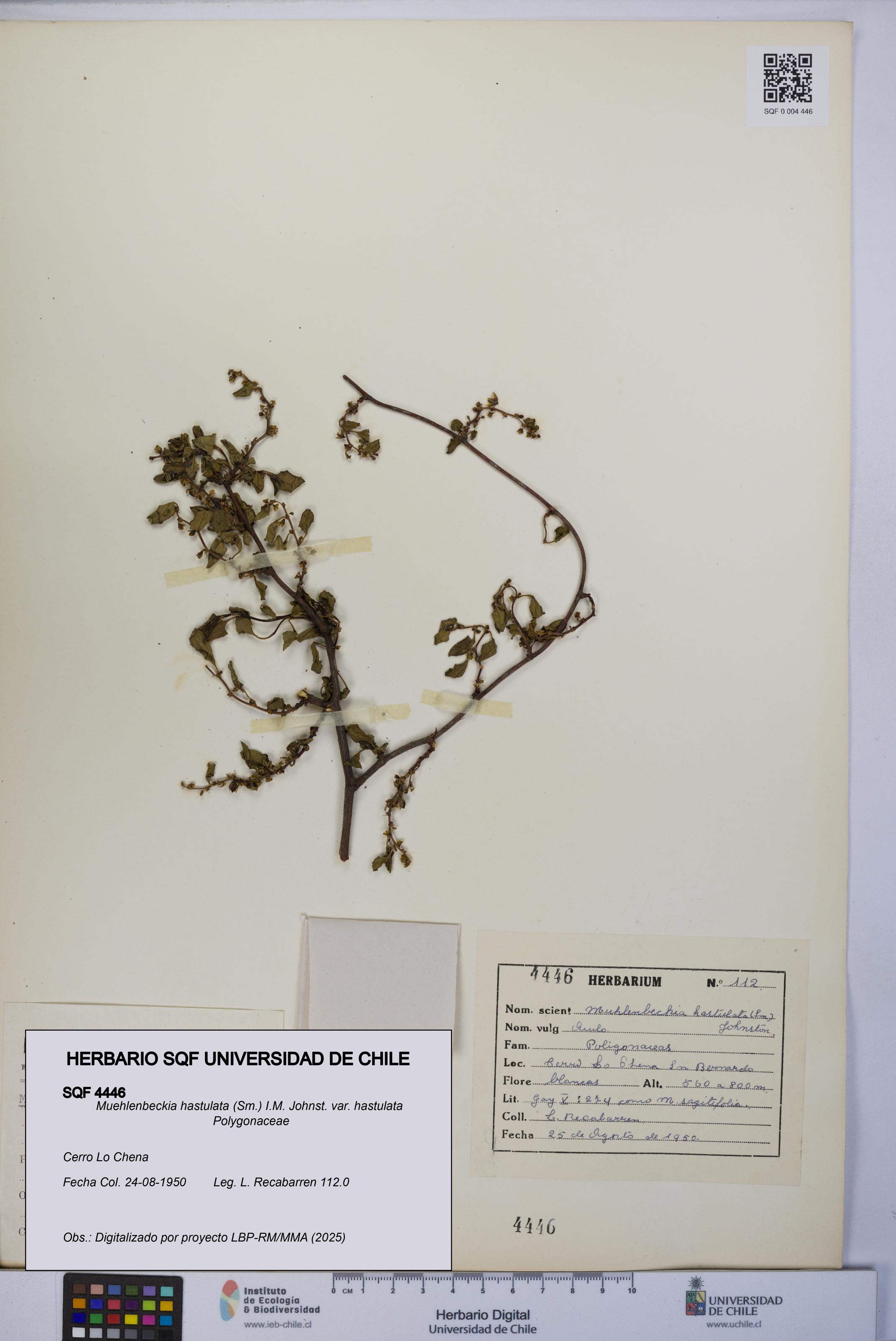 Muehlenbeckia hastulata var. hastulata [Espécimen: UCH:SQF:0004446]