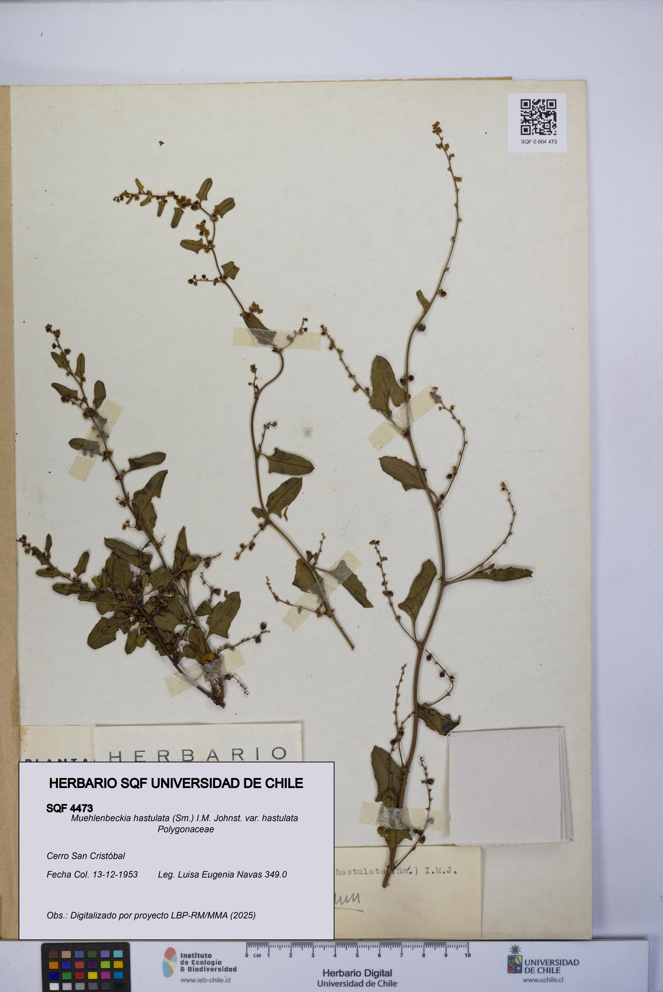 Muehlenbeckia hastulata var. hastulata [Espécimen: UCH:SQF:0004473]