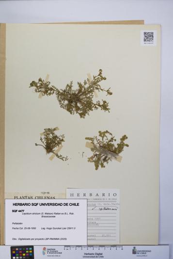 Lepidium strictum [Espécimen: UCH:SQF:0004477]