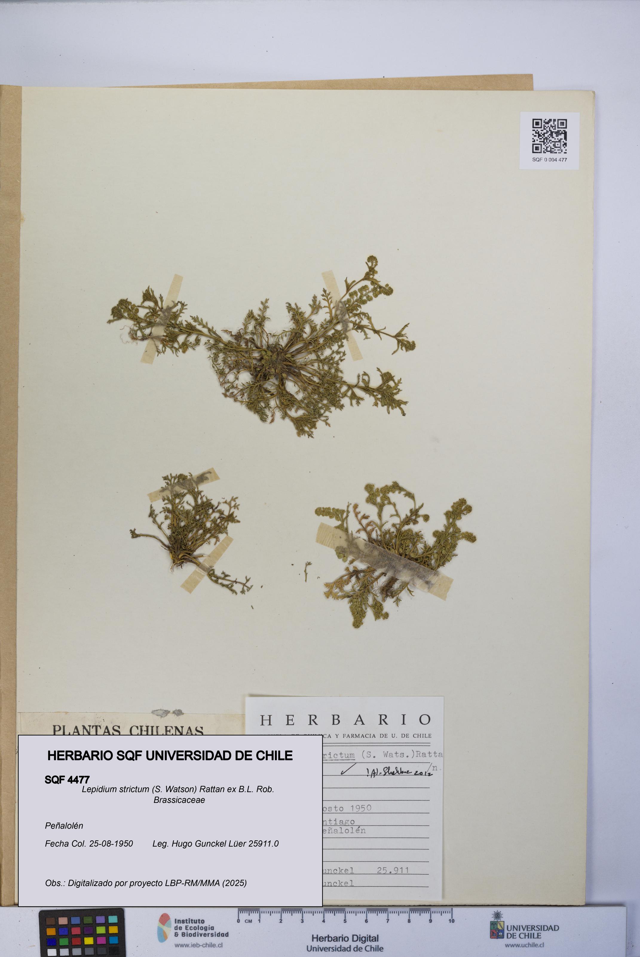 Lepidium strictum [Espécimen: UCH:SQF:0004477]
