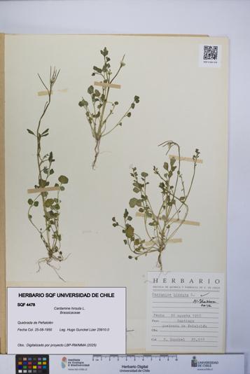 Cardamine hirsuta [Espécimen: UCH:SQF:0004478]