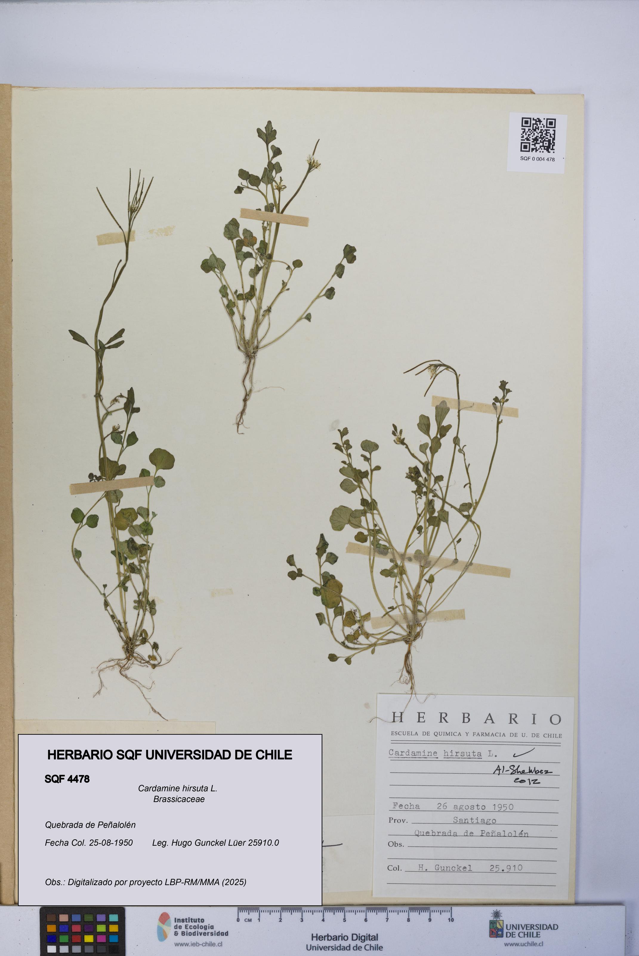 Cardamine hirsuta [Espécimen: UCH:SQF:0004478]